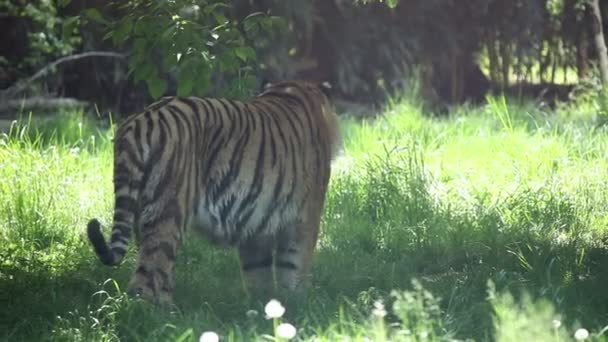 Tiger looking and walking around — Stock Video