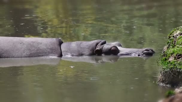 Tiro de un hipopótamo en reposo con efecto de desplazamiento de inclinación añadido — Vídeos de Stock