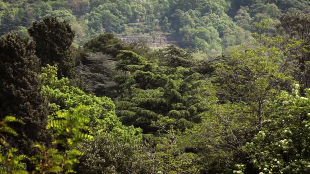 Foto panorámica del bosque hecha desde el otro lado de la colina — Vídeos de Stock