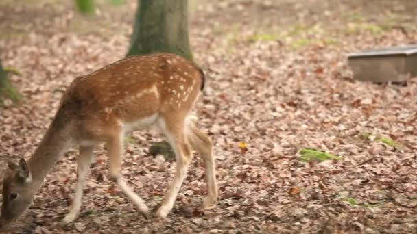 Veado no zoológico comendo — Vídeo de Stock