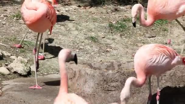 Tournage de flamants roses debout et à la recherche de nourriture 