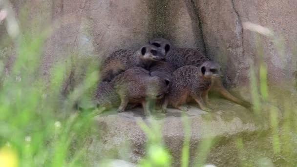 Cinco suricatas escondidas en una roca — Vídeos de Stock