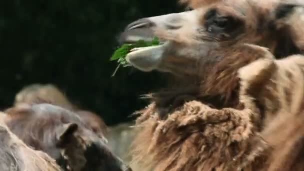 Camelos comendo grama e levantando a cabeça — Vídeo de Stock