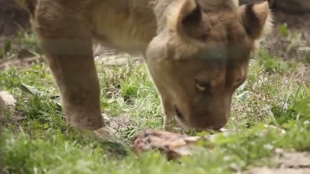 Leoa no zoológico comendo — Vídeo de Stock