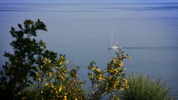 Encore photographié de plantes avec bateau naviguant à l'arrière — Video