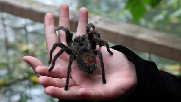 Spin op handen in dierentuin — Stockvideo