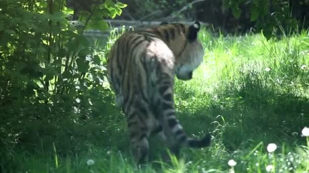 Тигр, що йде і озирається навколо — стокове відео