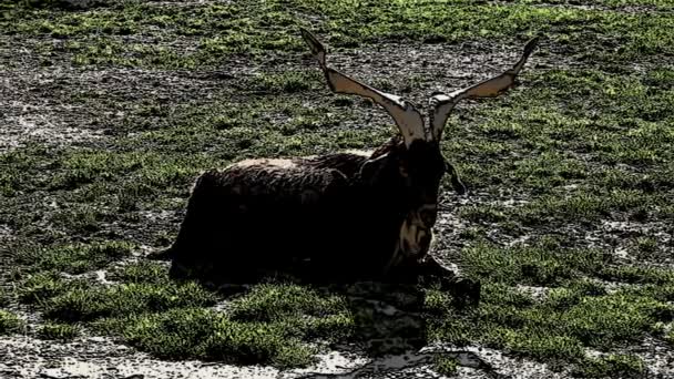 Shot of ibex lying down with added cartoon effect — Stock Video