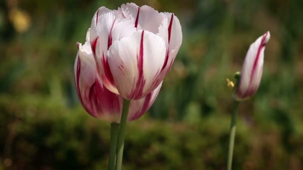 Blisko pięknego tulipana w ogrodzie — Wideo stockowe