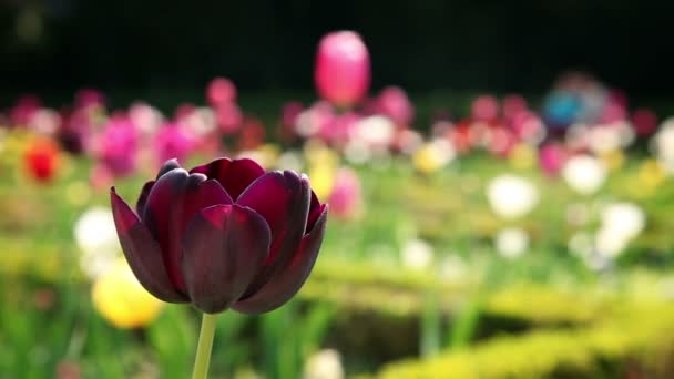 Shot of a beautiful tulip blossom — Stock Video