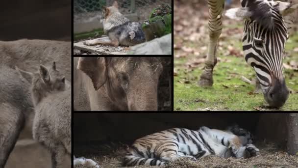 Verschiedene Tiere im Zoo von Ljubljana. — Stockvideo