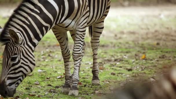 Zebra äta gräs — Stockvideo