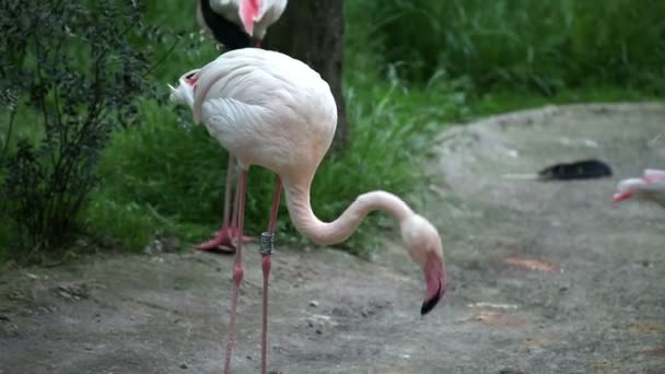 Flamants roses à la recherche de nourriture — Video