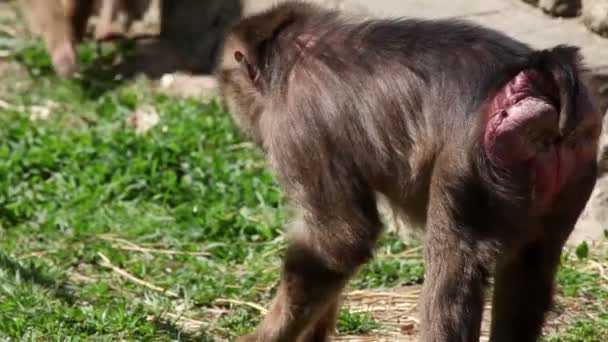 Tiro de macacos andando por aí — Vídeo de Stock