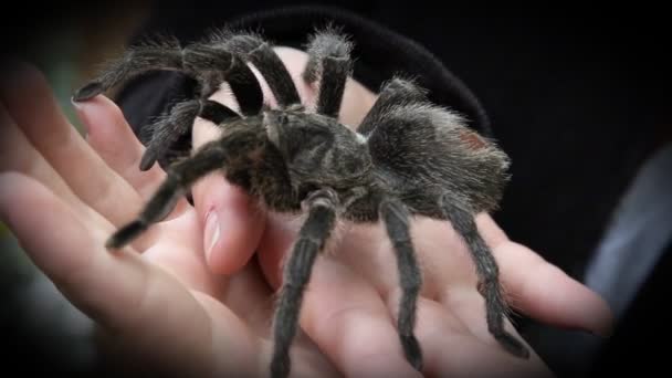 Spider on hands in zoo — Stock Video