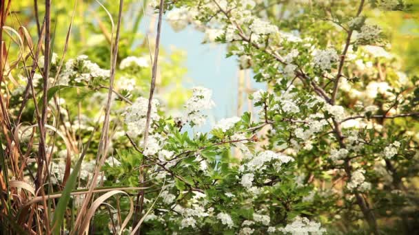 Todavía tiro de árbol de flor con abejas — Vídeos de Stock