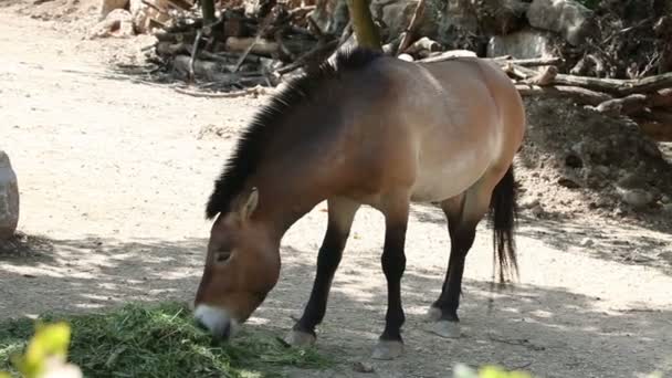 Horse comendo grama — Vídeo de Stock