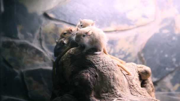 Nagetiere im Zoo — Stockvideo