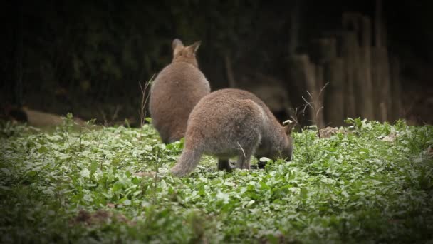 Canguro comiendo — Vídeos de Stock