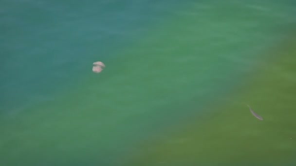 游泳在海中的水母的镜头 — 图库视频影像