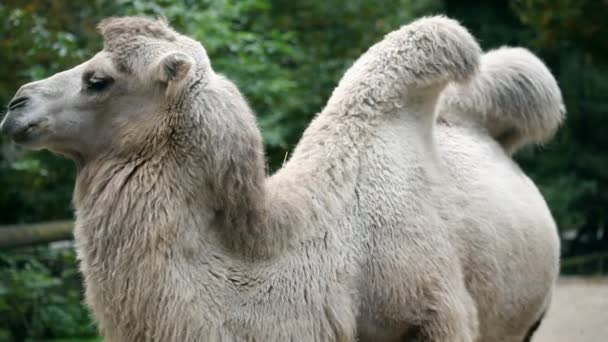 Camello en el zoológico de Liubliana mirando y caminando . — Vídeos de Stock