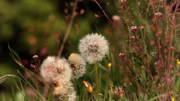 Sluit schot van paardebloemen — Stockvideo