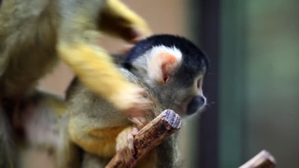 Mono en el zoológico — Vídeo de stock