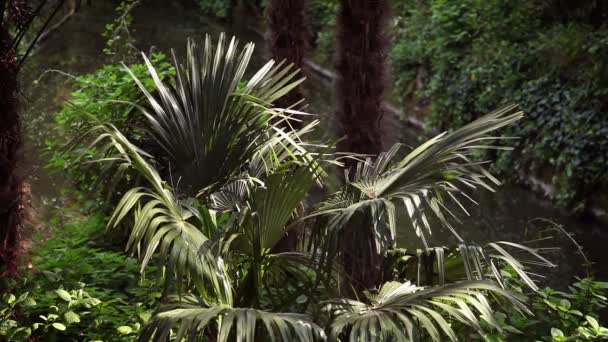 Tiro de una palmera en el jardín — Vídeo de stock