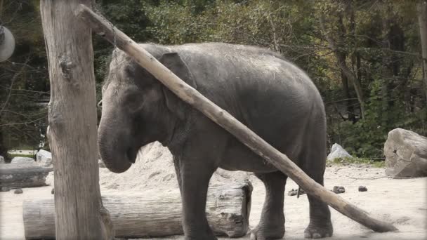 Elefante no zoológico — Vídeo de Stock