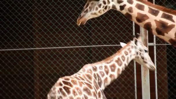 girafes