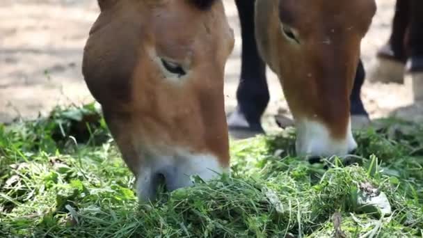 Close-up van twee paarden eten van gras — Stockvideo