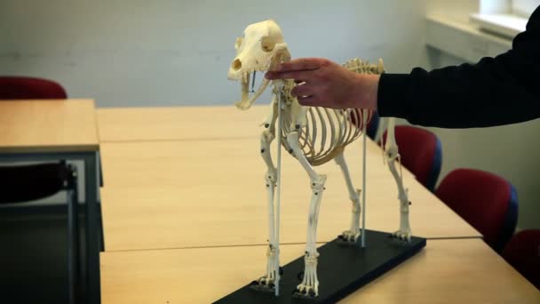 Shot of a man petting skeleton of a dog — Stock Video