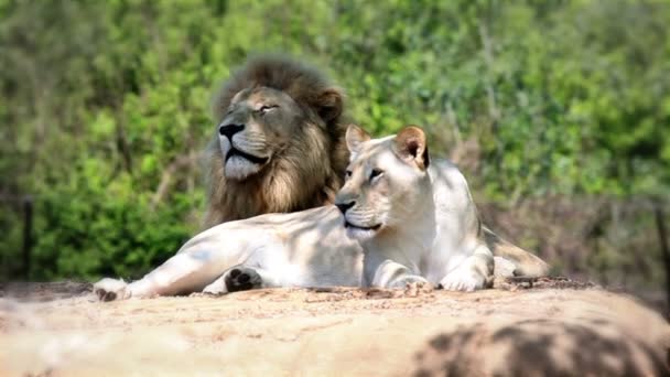 Лев и львица лежали и смотрели — стоковое видео