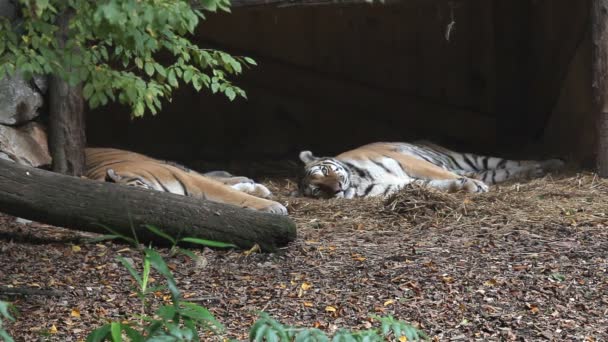 老虎在动物园说谎 — 图库视频影像