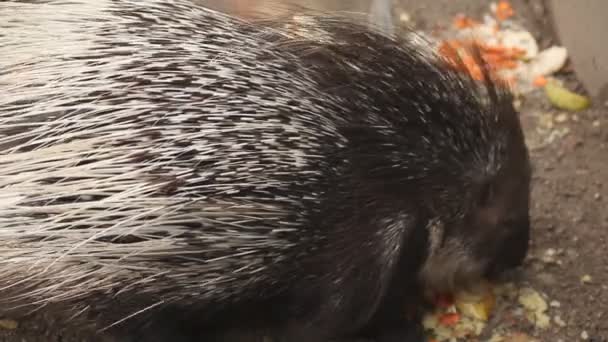 Puercoespín en zoológico comiendo fruta — Vídeo de stock