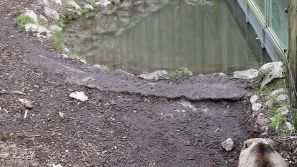 Bär im Zoo spazieren — Stockvideo