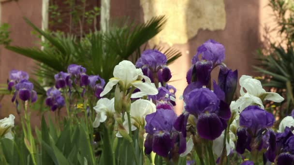 Femme effeuillant la fleur d'iris — Video