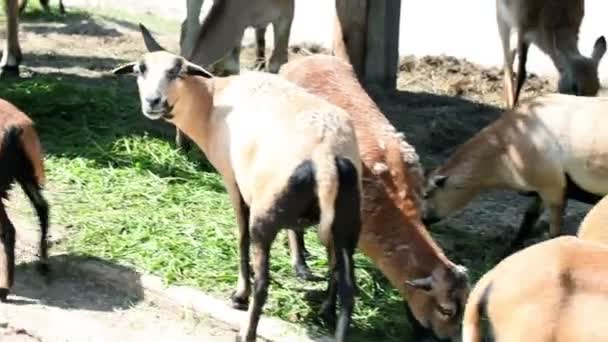 Animales de safari comiendo hierba mientras los coches están conduciendo — Vídeos de Stock