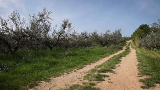 Tiro de la vieja carretera de grava rodeada de olivos — Vídeos de Stock