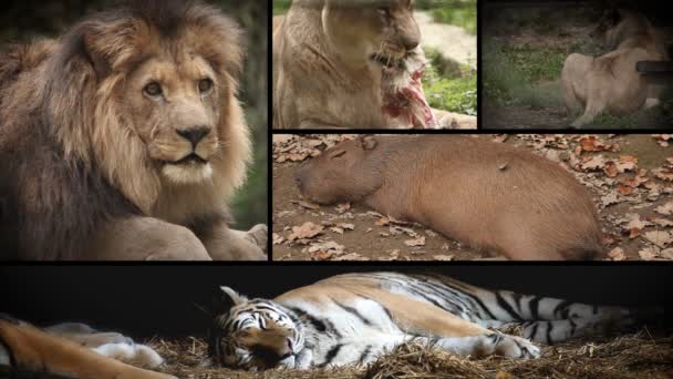 Verschillende dieren in ljubljana dierentuin rusten. — Stockvideo