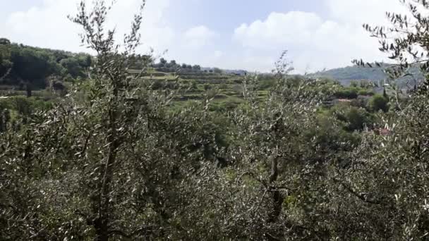 Shot z kopce poblíž Piranu s olivovými stromy vpředu — Stock video