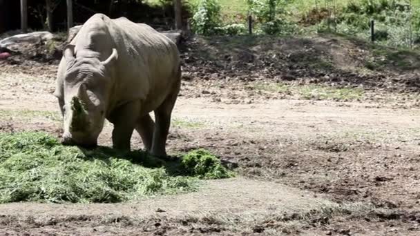 Bewegende shot van een rhinocerus eten van gras — Stockvideo