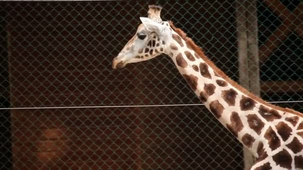 Giraffe im Zoo zu Fuß — Stockvideo