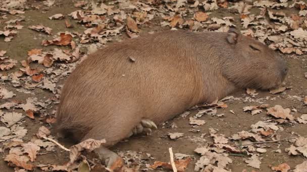 Kabibara dans le zoo dormir 