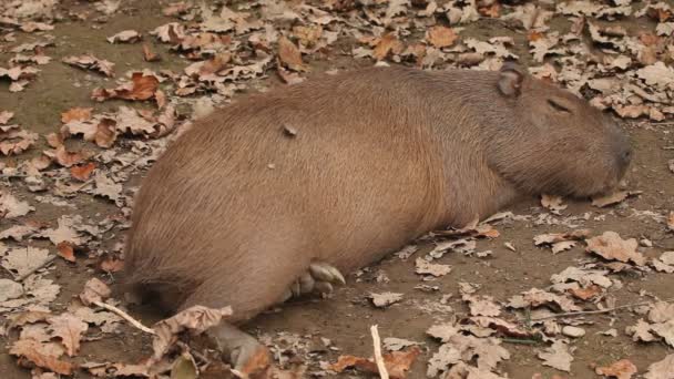 Kabibara im Zoo schlafend — Stockvideo