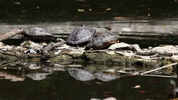 Shot of the turtle walking on the rock — Stock Video