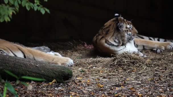 Tiger in zoo lying — Stock Video