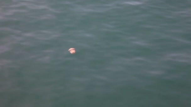 Strzał Jellyfish, pływanie w morzu — Wideo stockowe