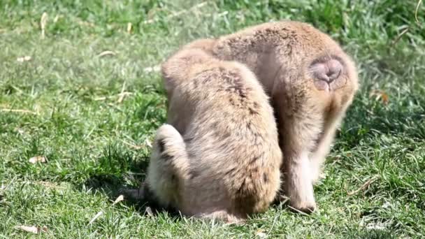 Twee apen op een gras eten — Stockvideo