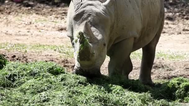 Un tiro más cerca de un rinoceronte comiendo hierba — Vídeos de Stock